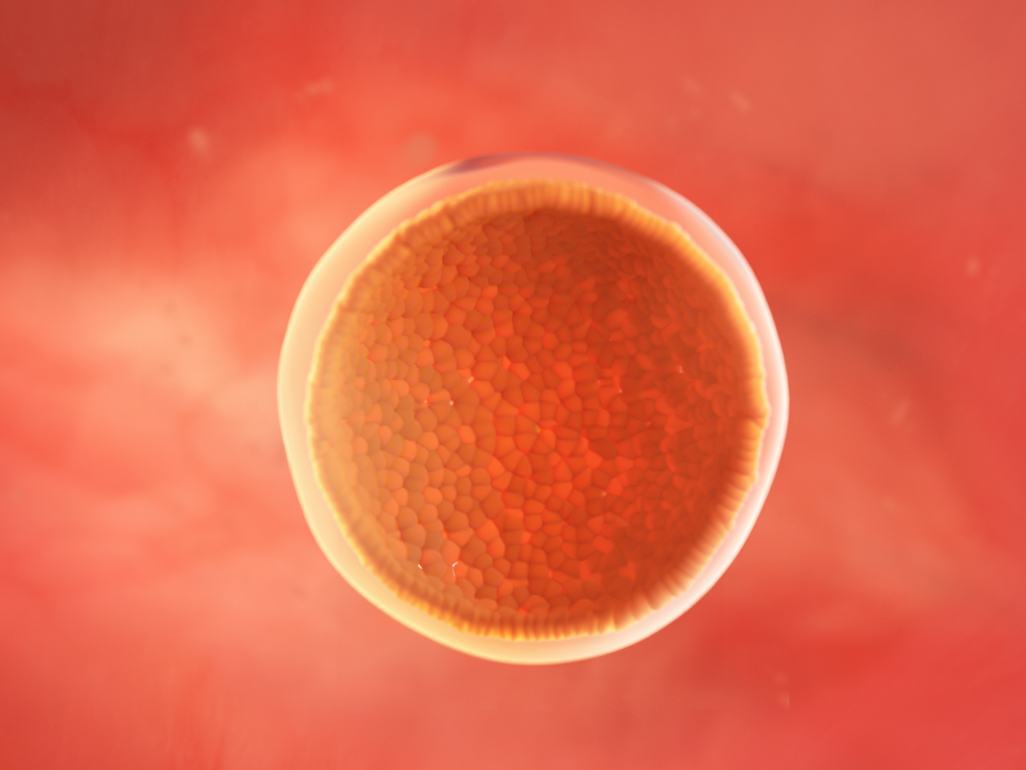 blastocyst which will develop into embryo and placenta