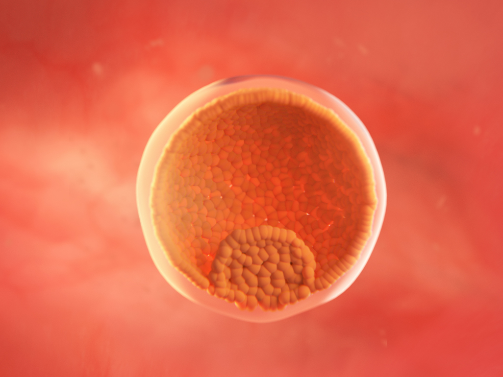 embryo at 4 weeks pregnant