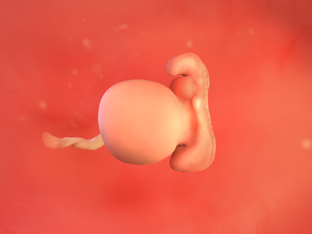 an embryo at 5 weeks pregnant