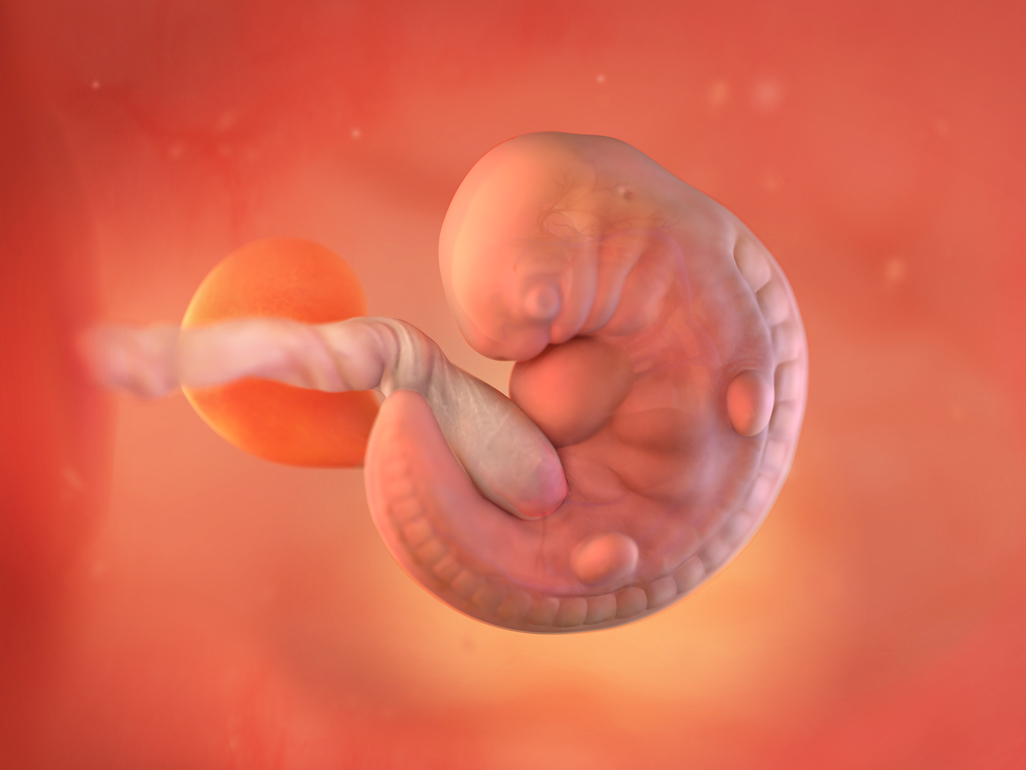 baby at 6 weeks pregnant