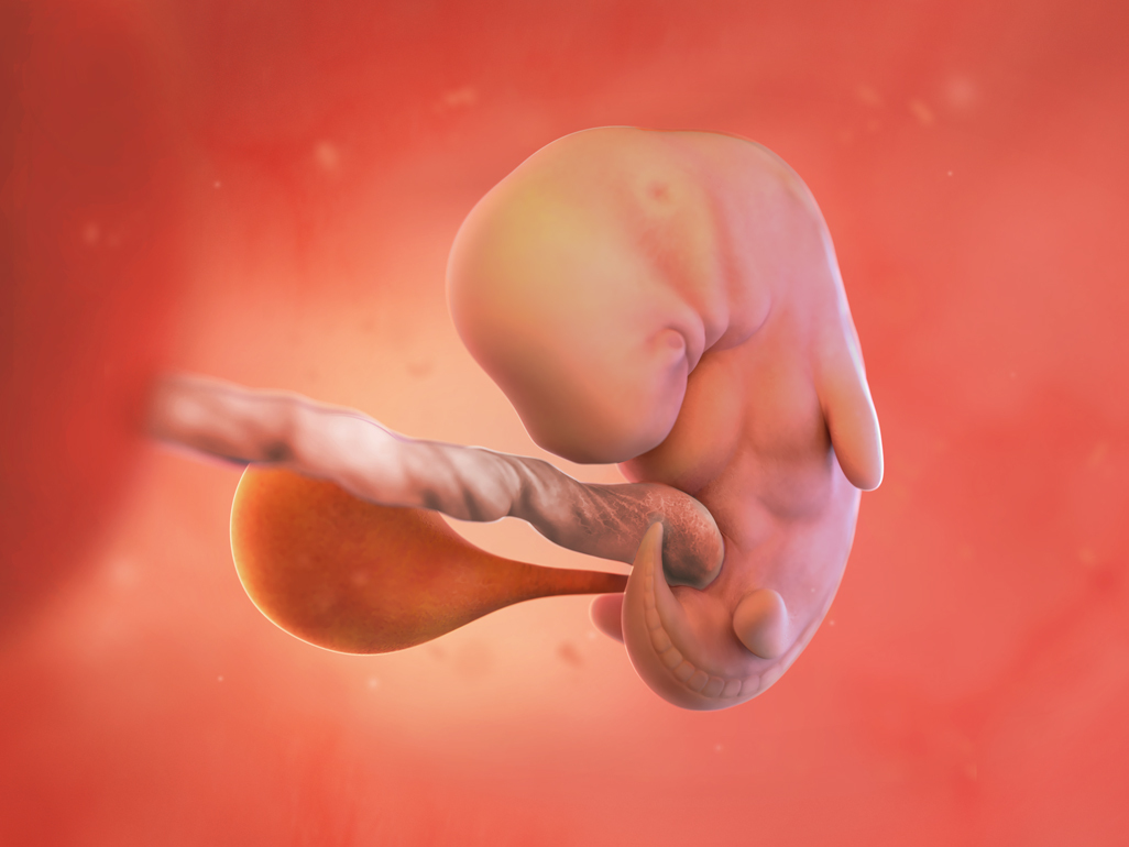 baby at 7 weeks pregnant