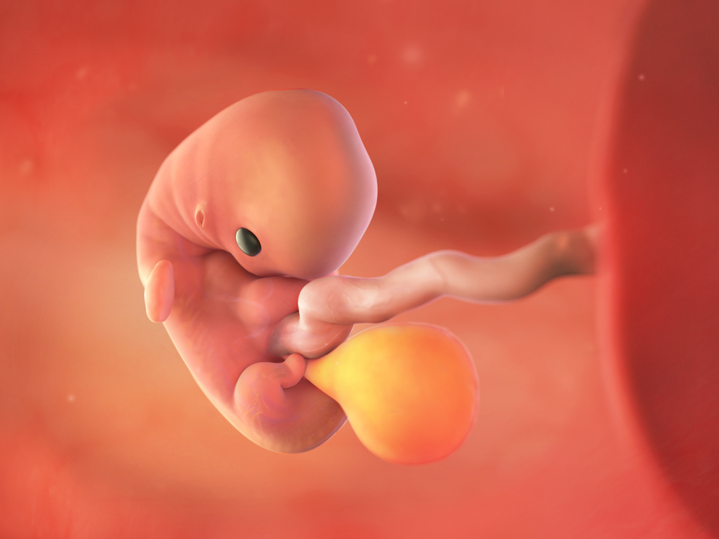 baby at 8 weeks pregnant