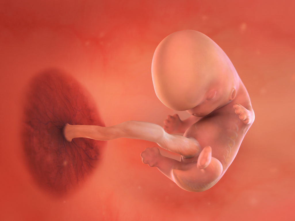 baby at 9 weeks pregnant