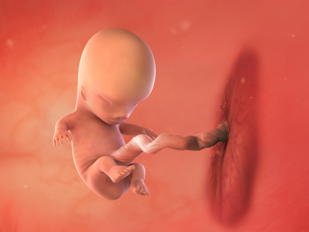 baby at 10 weeks pregnant