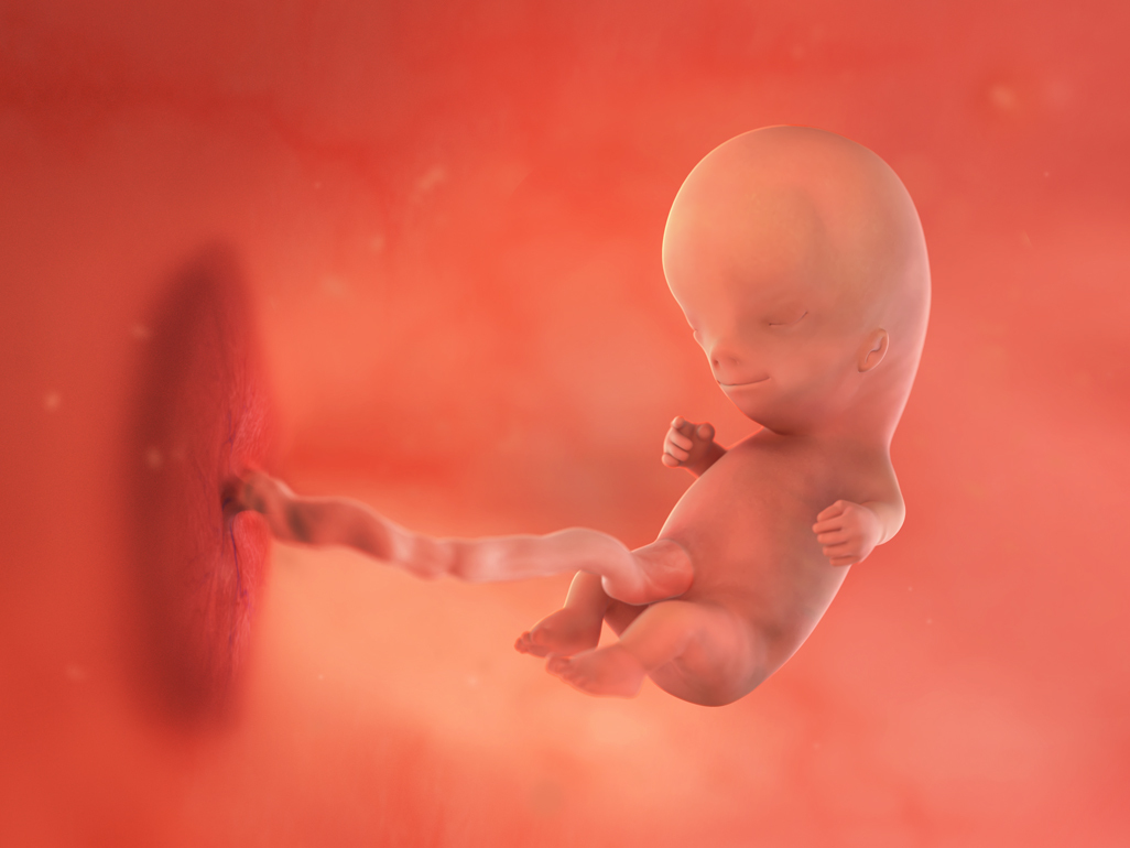 baby at 11 weeks pregnant