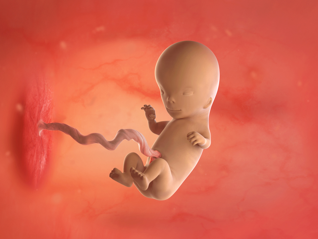 baby at 12 weeks pregnant