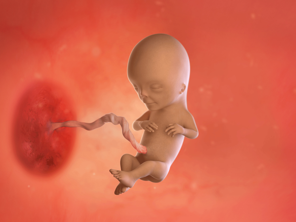 baby at 13 weeks pregnant