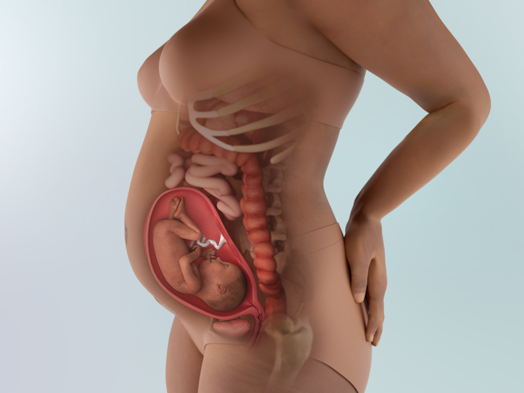 baby in womb at 25 weeks pregnant