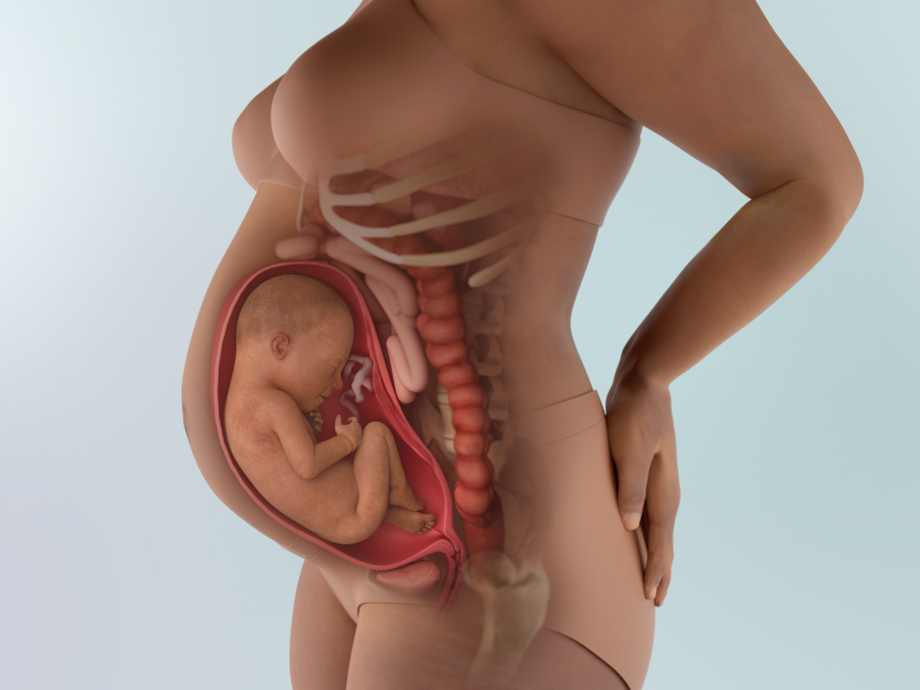 baby in the womb at 31 weeks pregnant