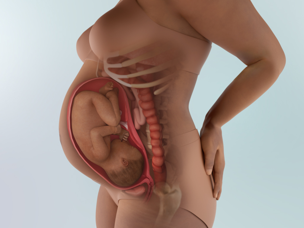 baby in womb at 34 weeks pregnant