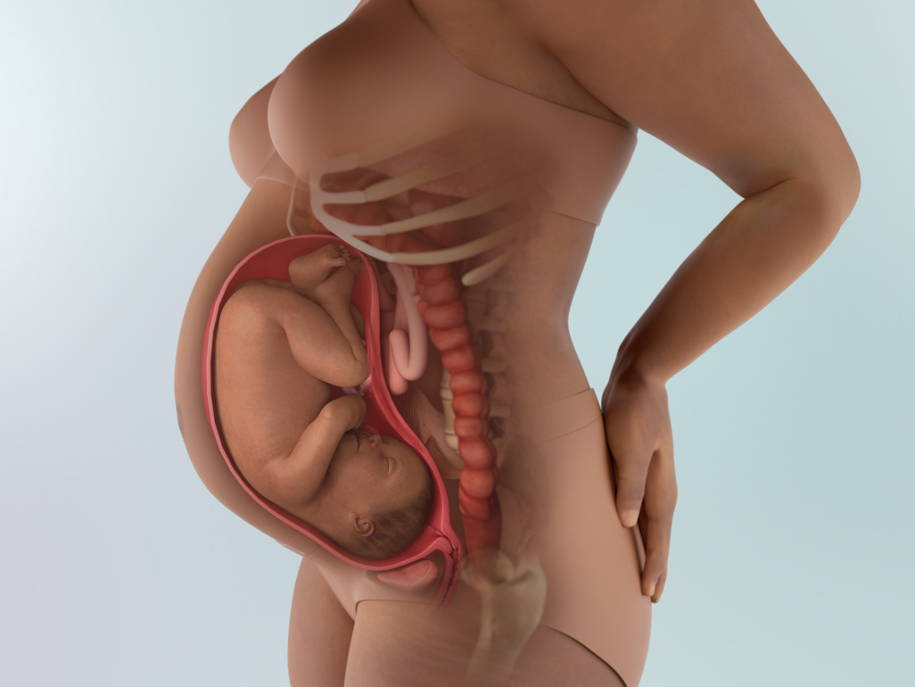 baby in womb at 35 weeks pregnant
