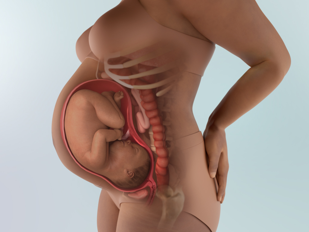 baby in womb at 37 weeks pregnant