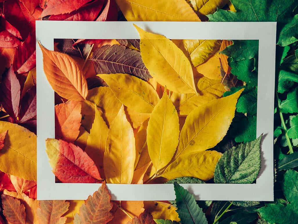 colorful autumn leaves with white frame