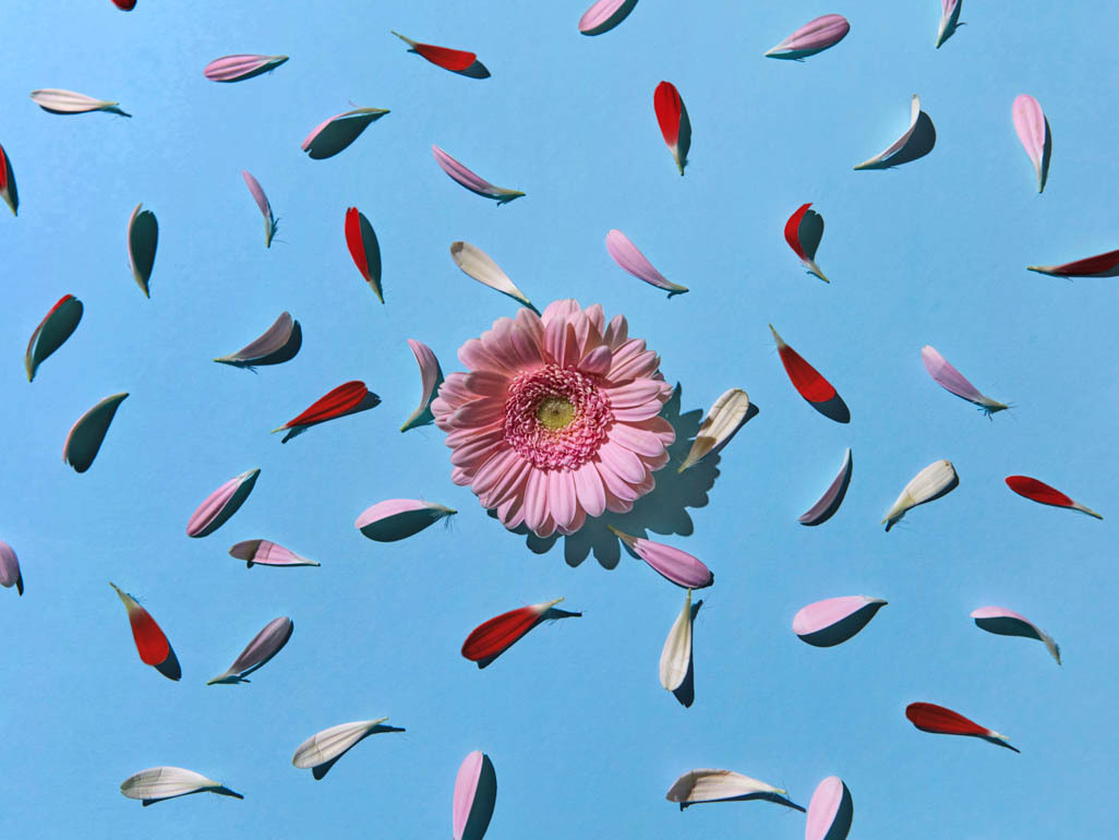 A flower surrounded by multicolored petals
